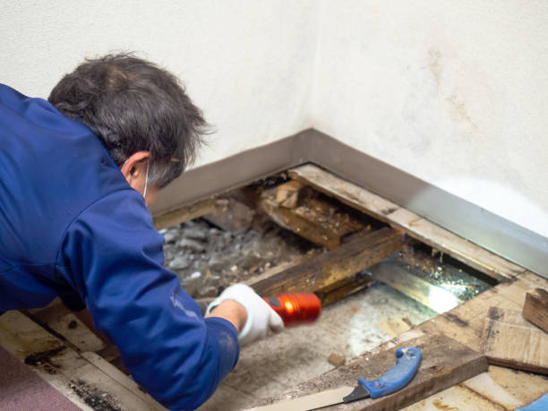 Best Mold Removal Specialists  in Morrisville, PA