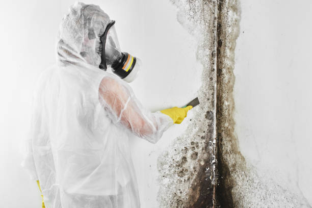 Best Residential Mold Removal  in Morrisville, PA