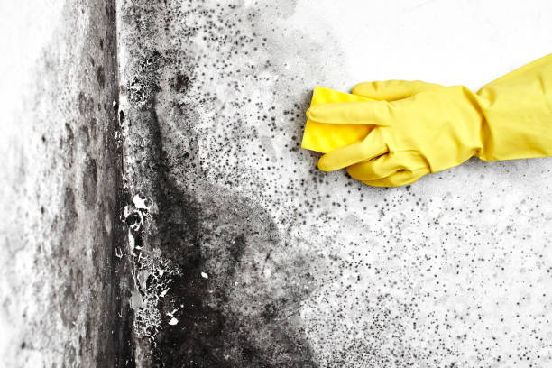 Best Home Mold Removal  in Morrisville, PA