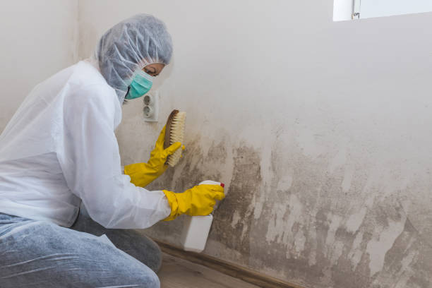 Best Professional Mold Removal  in Morrisville, PA