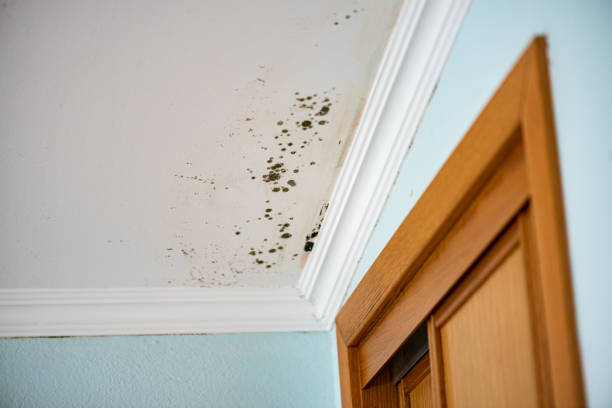 Mold Testing and Removal in Morrisville, PA