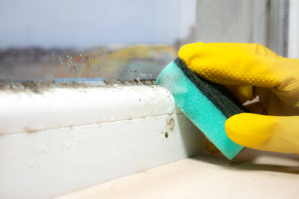 Best Mold Remediation Experts  in Morrisville, PA