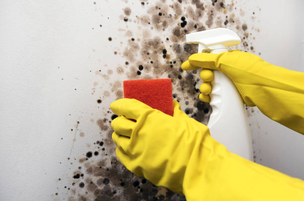 Best Mold Remediation  in Morrisville, PA