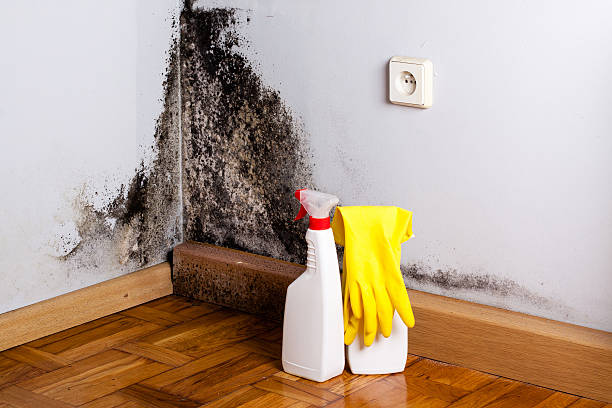 Best Emergency Mold Removal  in Morrisville, PA