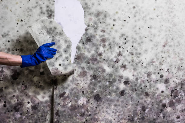 Morrisville, PA Mold Removal Company